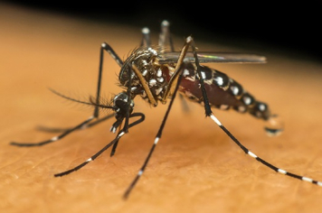 Dengue e Chikungunya: Novo Boletim