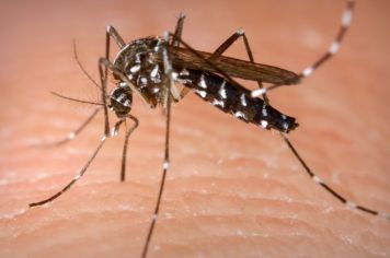 Para evitar o aumento dos casos de dengue Bastos realizará nebulização 