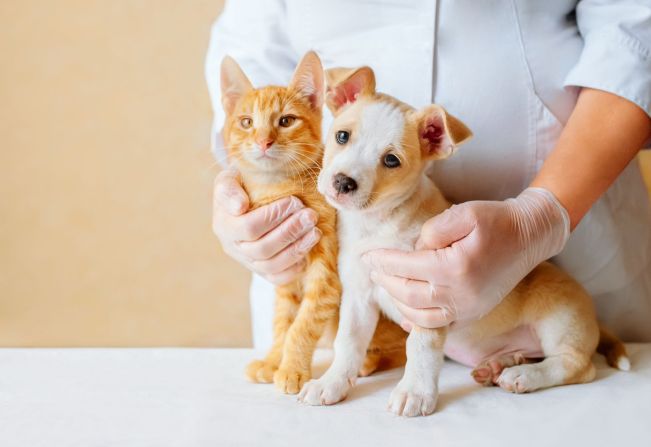Prefeitura de Bastos segue com cadastramento para vacinação antirrábica e castração de cães e gatos